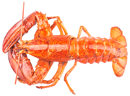 Norwegian Lobster